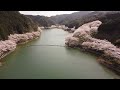 庭木ダムの桜並木