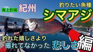 【海上釣堀紀州】釣りたい魚種にシマアジ「釣れて喜び帰って悲しみ編」