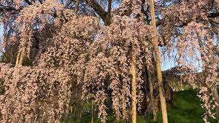 青空に感謝！満開です三春滝桜　福島県三春町にて　2022年4月13日