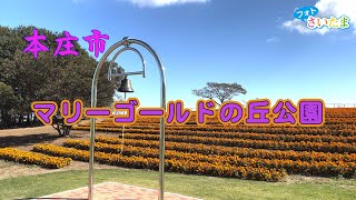 【フォトさいたま】マリーゴールドの丘公園（埼玉県本庄市）