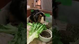 レタスを食べるいっぷくGuinea pig eating lettuce #shorts #guineapig #モルモット #モルカー