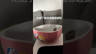 烏龜/澤龜/麝香龜/進食後影片