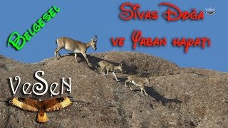 Sivas Doğa ve Yaban Hayat Fotoğrafçıları kısa belgesel