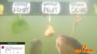 TES UMPAN : LUMUT vs GELENG vs CACING ( tanpa essen ) || Mana yang paling disukai ikan ?