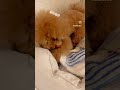 バレないように隠さなきゃ🐶🐾 かわいい犬 toypoodle 犬 可愛い トイプードル わんちゃん cute 犬のいる生活 poodle pet