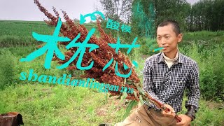 采集酸模种子做枕头的“枕芯” | 소리쟁이 씨앗으로 베개속 만들기 | Rumex crispus L.