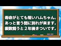 初心者さんへ、ハムスターの多頭飼いは後悔します【飼い方】