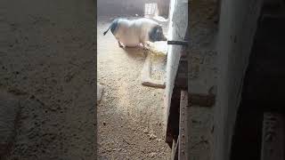 Pig Farm Funny activities #Shorts Part 1358