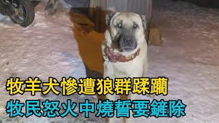 狼群的狡猾：牧羊犬慘遭狼群蹂躪，牧民怒火中燒誓要鏟除