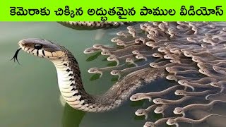 Most amazing snakes in the world | snake videos caught on camera | facts in telugu | bmc facts