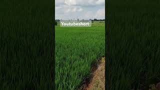 My agriculture land #shorts #ytshorts #trending #PML.Channel