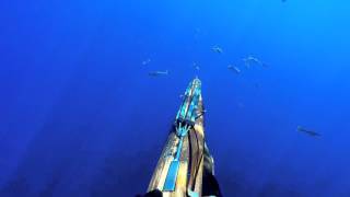 Catalina Island Spearfishing 2015