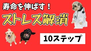 愛犬の健康寿命を最大限に！ストレスを軽減する10の実践方法！