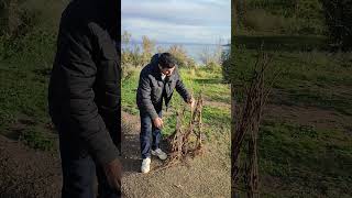 Conseils sur le choix et la plantation des jeunes plants@