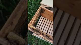 Dividing a dangerously overgrown bee hive!!!