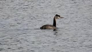 カンムリカイツブリ_16_幼鳥_癒し_新横浜公園_Great Crested Grebe_４K