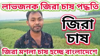 বাংলাদেশে জিরা চাষ| জিরা চাষ পদ্ধতি|সম্ভবনাময় জিরা চাষ |জিরা চাষ পদ্ধতি এবং সম্ভবনা| #farming #জিরা