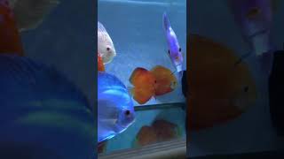 七彩神仙魚 Discus fish  如何訓練它們表現更優雅？How to train your discus?