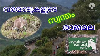 Rajamala. Eravikulam National Park // വരയാടുകളുടെ സാമ്രാജ്യം. ഇരവികുളം നാഷണൽ പാർക്ക്‌ -രാജമല-