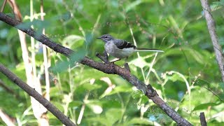 河口湖フィールドセンターのキセキレイ（幼鳥）その２（4K60P動画）