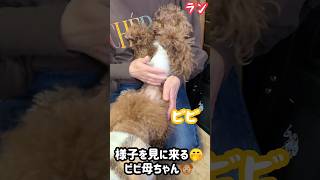 【生まれつき両目が見えない犬】盲目ランとビビ母ちゃん #多頭飼い #トイプードル #かわいい#犬#shorts #おもしろ