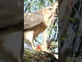 ovambo sparrowhawk juvenile eating guts. birds birdsofprey wildlife nature sparrowhawk