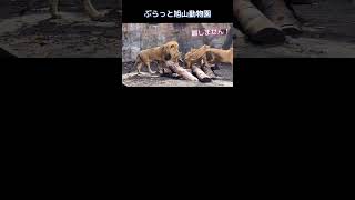 パパもオロオロ/lion dragging a child #オリトイオ #家族 ＃ファミリー #旭山動物園 #asahiyamazoo #shorts #cute #かわいい #big cat