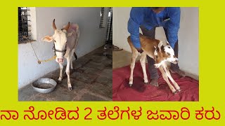 ಎರಡು ತಲೆಗಳೊಂದಿಗೆ ಹುಟ್ಟಿದ ಜವಾರಿ ಕರು,2 two headed javaari calf