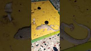 Lizard stuck in glue trap board #shorts