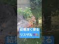 【squirrel monkey】リスザルさんの探し物【monkey】【ボリビアリスザル】