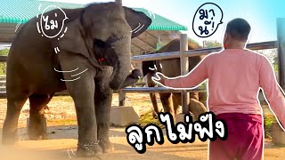 หวานแหววกับบัวบาน❗️พ่อเรียกบัวไม่มา ส่ายหัวไม่ๆน่ารัก😂elephant