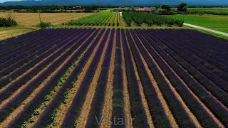 LAVANDA in BOLGHERI 4K