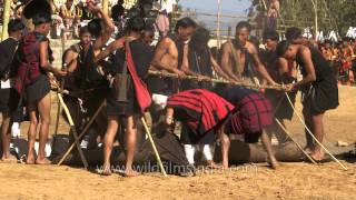 Yimchunger folks busy harvesting, Nagaland