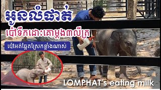 Lomphat's eating milk | អូនលំផាត់ប៉ៅទឹកគោម្តង៣លីត្រ អត់ឆ្អែតស្រែកផ្អើល #លំផាត់ #អូនលំផាត់ #ភ្នំតាម៉ៅ