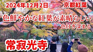 【秋の京都紅葉巡り🍁】2024年12月2日 「色鮮やかに深まる常寂光寺」外国人観光客も訪れる人気スポット🧡  kyoto japan