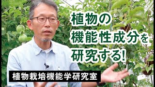 「植物の機能性成分を研究する！」植物栽培機能学　朴炳宰先生