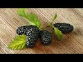 mulberries health benefits of 15 see what happens to your body fruit booster daily fitness