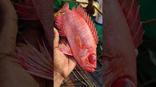 നല്ല പിടക്കുന്ന ഉണ്ണി മേരി #redsnapper#sea#fishingboat🔥🔥🔥