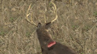 SHWACK! Giant Kansas Buck at 15 Yards. Self-Filmed Bowhunt.