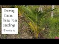 Growing Coconut trees in the farm - after 18 months / Coconut Farming / Coconut Cultivation