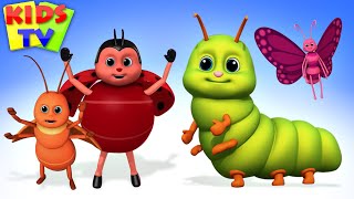 Bugs Bugs Bugs Song | Insect song | Creepy Crawly Bugs from Kids Tv