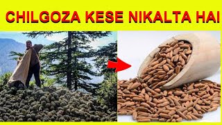 Chilgoza Kese Nikalta Hai