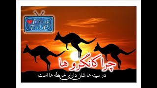 KANGRO ANIMAL چرا کانگرو ها دارای خریطه میباشد