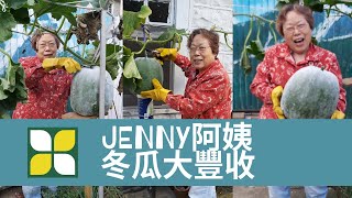 Jenny 阿姨的冬瓜大豐收！