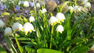 Белоцветник . Leucojum vernum . Подснежник .