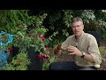 surÉlevez votre massif de fleurs À l ombre gagnant du concours 🎁 que faire dans mon jardin