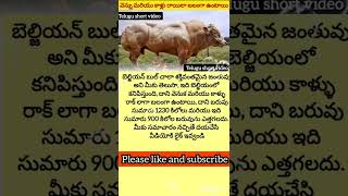 బెల్జియం ఎద్దు 🐂 || Telugu short video