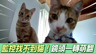 飼主看監控找嘸2愛貓　鏡頭一轉見這畫面被萌翻@吃瓜第一排teatime