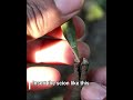 Step by step how to grafting mango tree