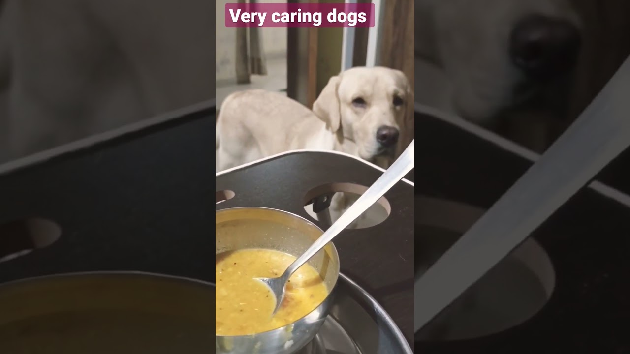 Very Caring Dogs Housepetscare